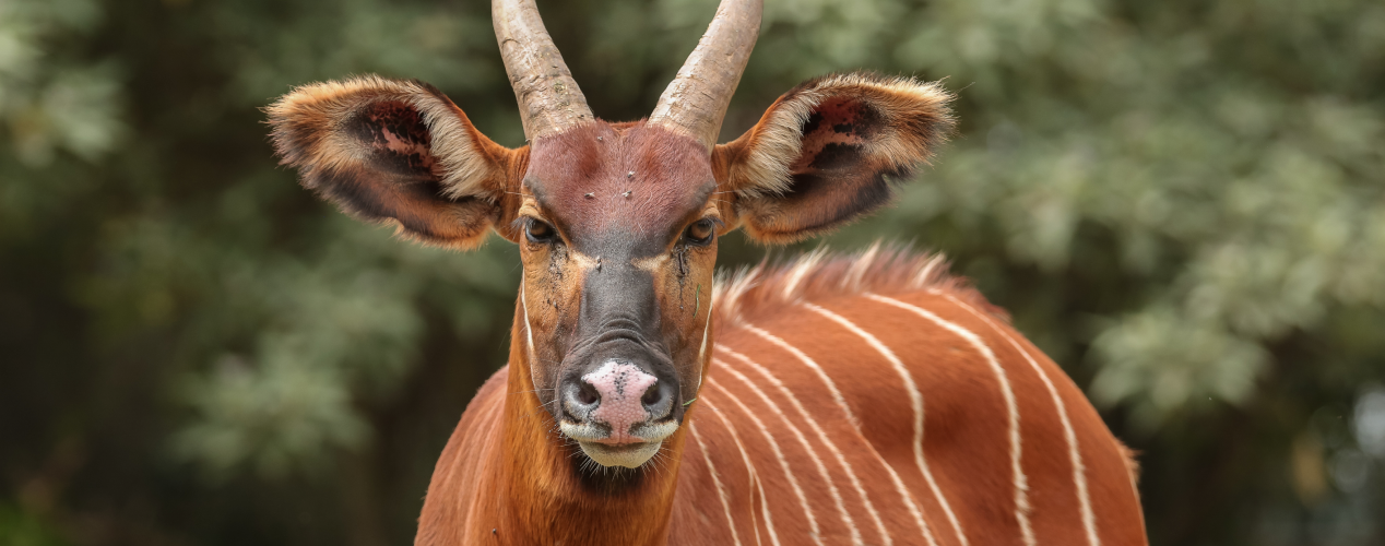 Mount Kenya Wildlife Conservancy, Bongo rehabilitation programme